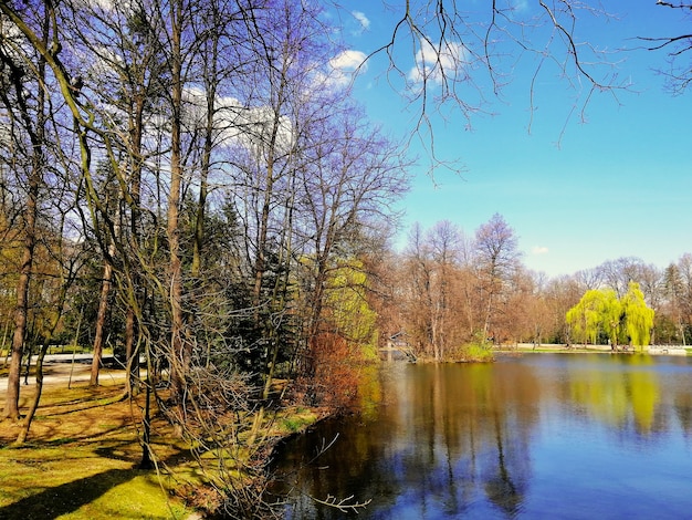 Free photo shot of the trees next to a pond in park of jelenia gora, poland