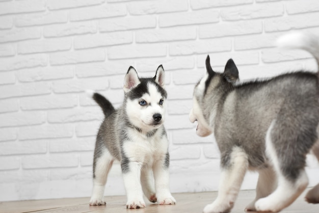 Free photo shot of two cute siberian husky puppies having fun at home playing running around animals pets cuteness concept.