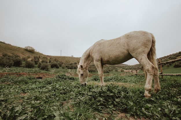 Shot of a white horse grazing on green grass field