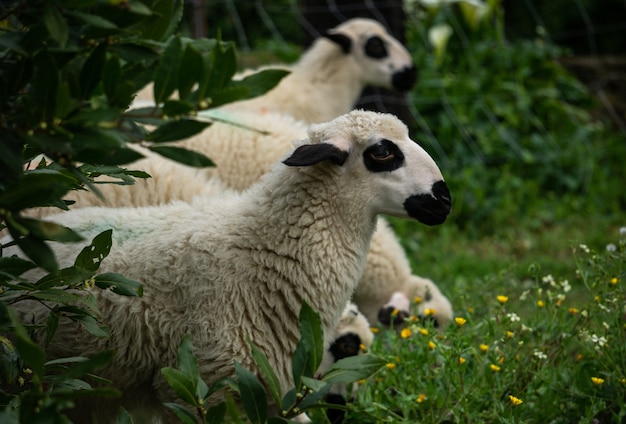 shot of white sheep in farmland relaxing on the grass