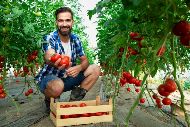 Free photo shot of young bearded farmer holding tomatoes in his hand while standing in organic food farm garden greenhouse