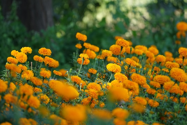 Shrubs with yellow flowers