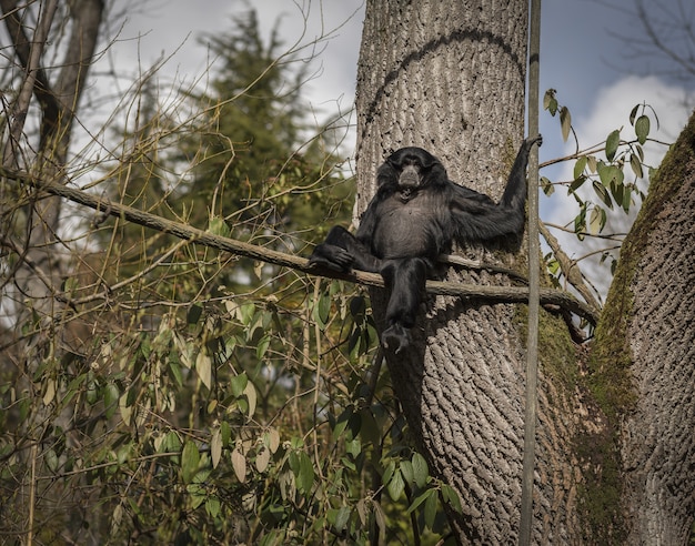 Free photo siamang monkey