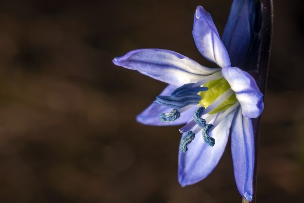 Siberian squill under the sunlight with a blurred background