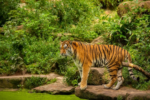 Free Photo siberian tiger panthera tigris altaica swimming in the water directly in front of the photographer dangereous predator in action tiger in green taiga habitat beautiful wild animal in captivity