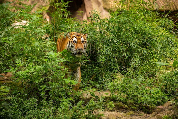 Siberian tiger Panthera tigris altaica swimming in the water directly in front of the photographer Dangereous predator in action Tiger in green taiga habitat Beautiful wild animal in captivity