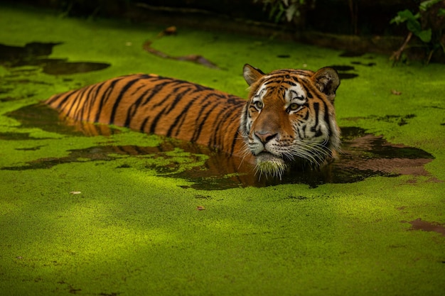 Free photo siberian tiger panthera tigris altaica swimming in the water directly in front of the photographer dangereous predator in action tiger in green taiga habitat beautiful wild animal in captivity