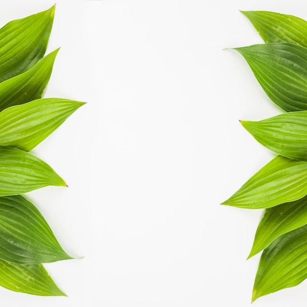 Side border made with fresh green leaves on white background