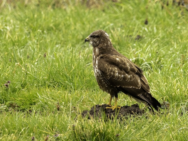 Free photo side profile of a common buzzard (buteo buteo) standing on the ground