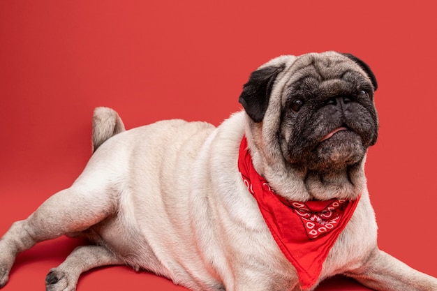 Side view of adorable pug with bandanna