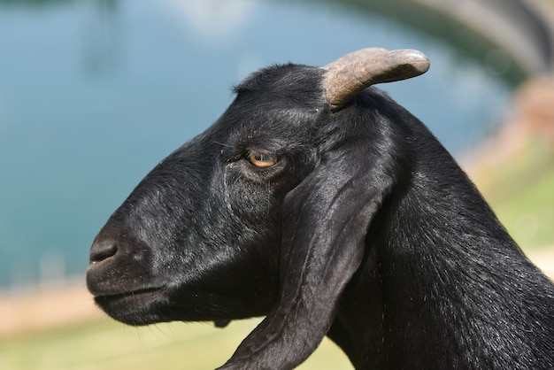 Side view of a black goat with short horns on the farm