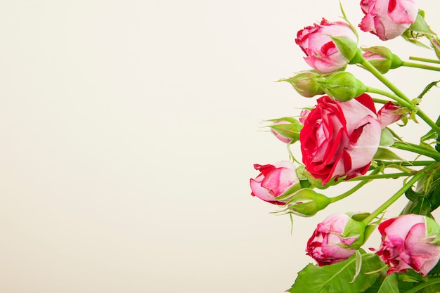 Side view of a bouquet of colorful roses flowers with rose buds on white background with copy space