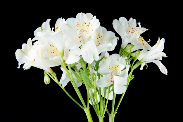 Side view of a bouquet of white color alstroemeria flowers isolated on black background