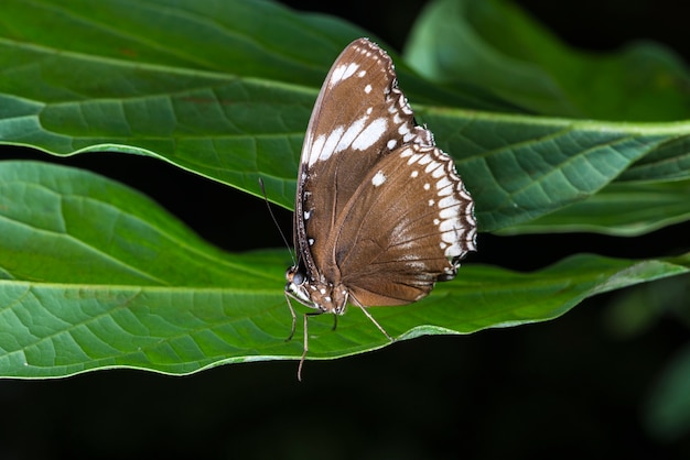 Side view brown butterfly on leaf