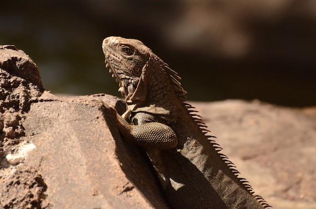 Free photo side view of a brown iguana on a rock.