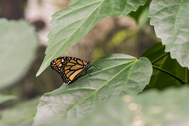 Free photo side view butterfly on leaves