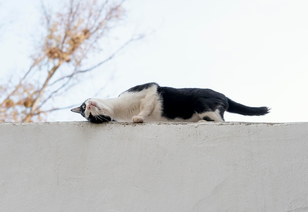 Free Photo side view of cat on the wall at the farm