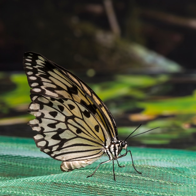 Free photo side view close up of a detailed yellow butterfly