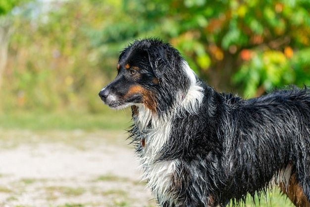 Free photo side view closeup shot of a black and white australian shepherd after a swim