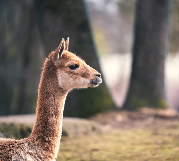 Side view closeup shot of a llama with big tree trunks