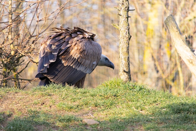 Side view of a crouched vulture