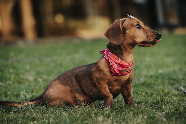 Free photo side view of a cute brown dwarf dachshund with a stylish scarf on its neck playing in a park