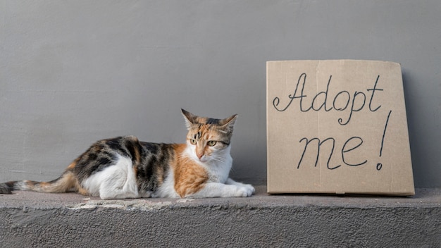 Free photo side view of cute cat sitting next to adopt me sign