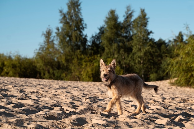 Side view cute dog on beach