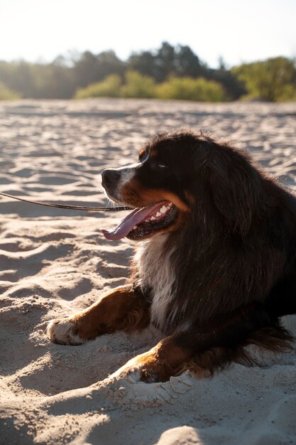 Side view cute dog on beach