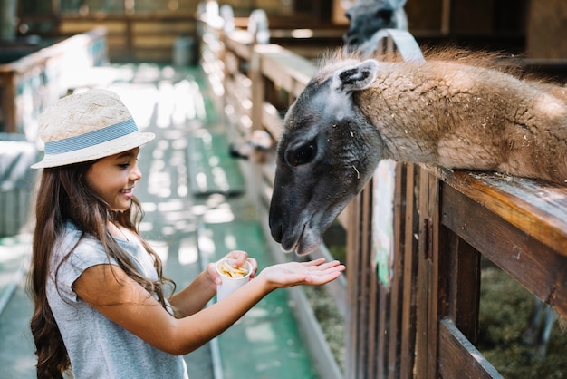 Side view of a cute girl feeding food to alpaca in the farm