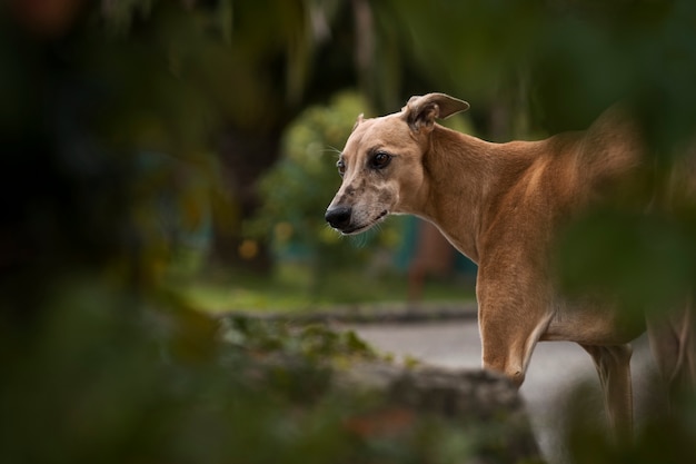 Free Photo side view cute greyhound dog outdoors