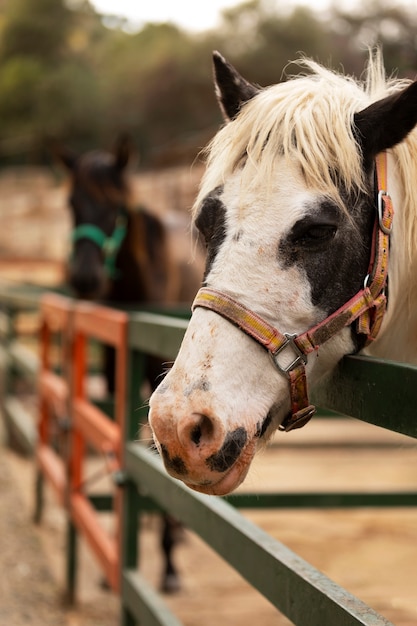 Side view cute horse rural lifestyle