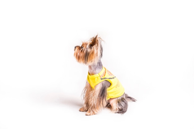 Side view of cute yorkshire with yellow coat isolated on white background