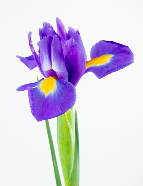 Free photo side view of dark purple color iris flower isolated on white background