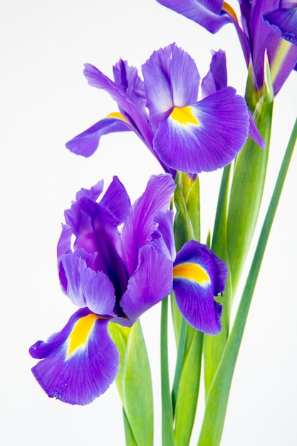 Free photo side view of dark purple color iris flowers isolated on white background