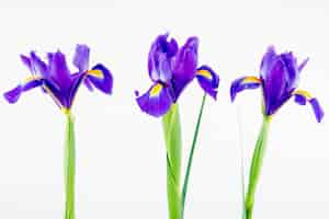 Free photo side view of dark purple color iris flowers isolated on white background