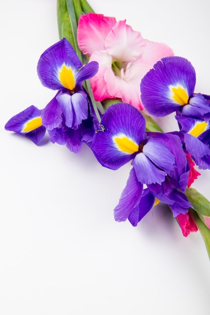 Side view of dark purple and pink color iris and gladiolus flowers isolated on white background with copy space