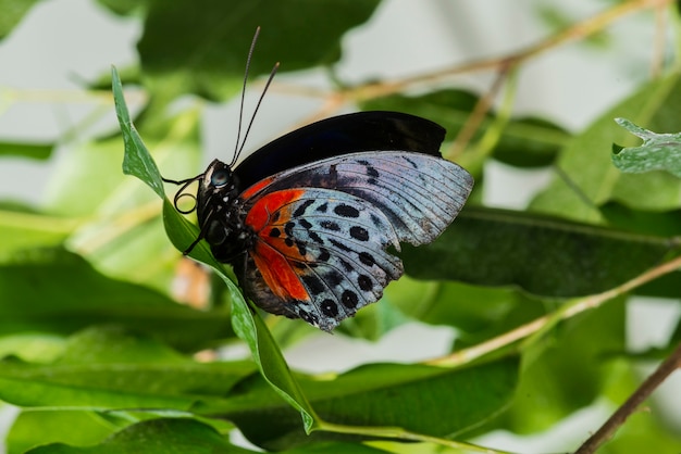 Side view delicate butterfly in nature 