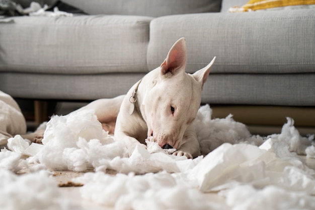 Free photo side view dog making a mess at home