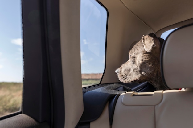 Free photo side view dog staying in a car while traveling with its owners