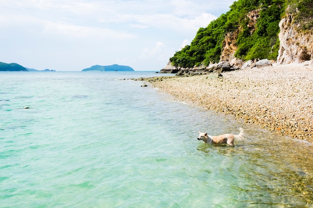 Free photo side view of dog swimming in sea