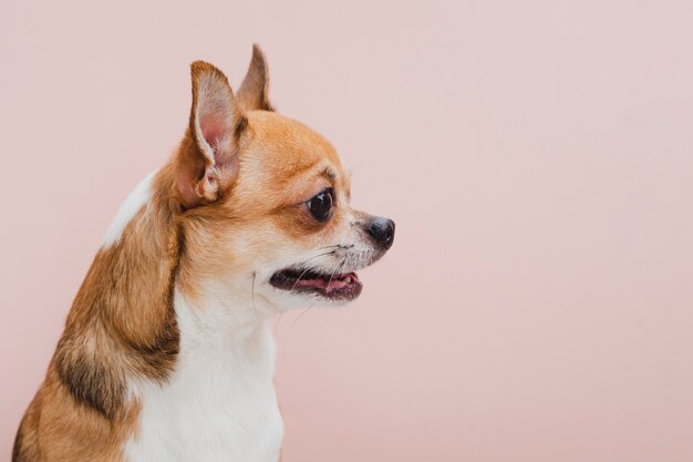 Side view dog with mouth open looking away