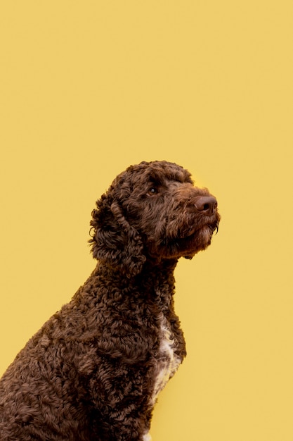 Side view domestic poodle dog