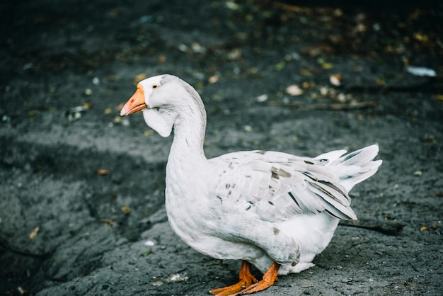 Side view of duck on the farm