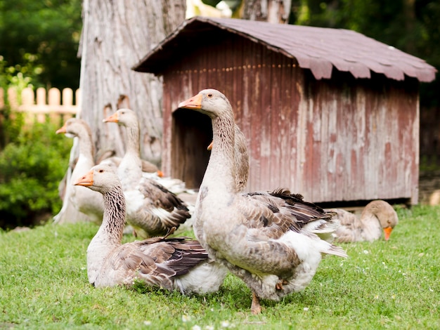 Side view farm birds staying outdoors