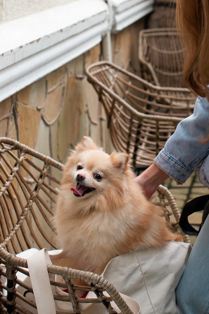 Free Photo side view girl petting dog