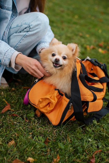 Side view girl with cute dog outdoors