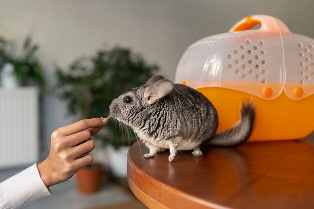 Side view hand feeding chinchilla