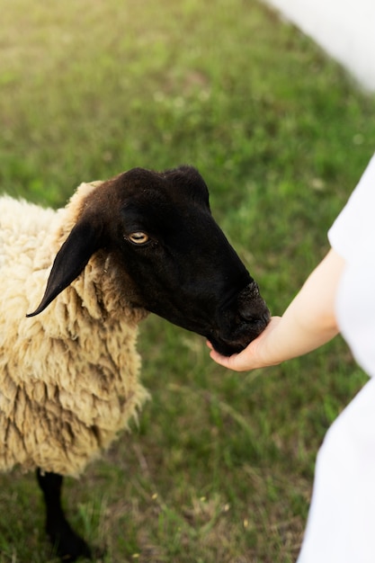 Free photo side view hand feeding sheep