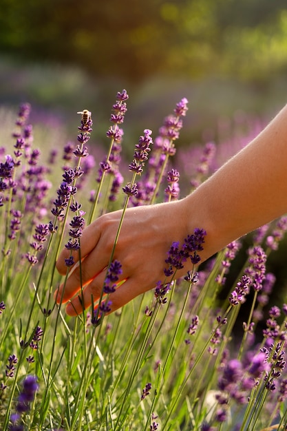 Free Photo side view hand holding lavender plant